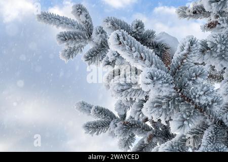 Schnee fällt auf einen stark gefrorenen Tannenzweig vor dem Hintergrund des Himmels. Stockfoto