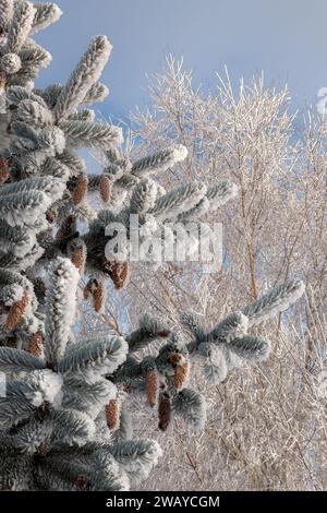 Schöne verschneite Tannenzweige mit Tannenzapfen auf dem Hintergrund von vereisten Bäumen. Stockfoto