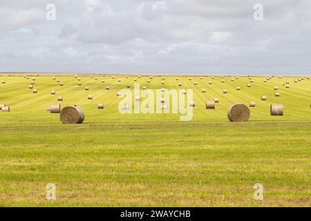 Eine große Anzahl von Heuballen und Stapeln auf einem Feld in England. Stockfoto