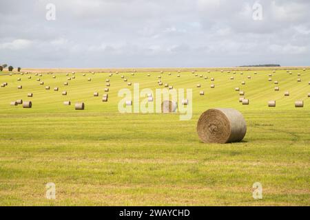 Eine große Anzahl von Heuballen und Stapeln auf einem Feld in England. Stockfoto