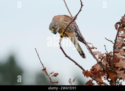 Berlin, Deutschland. Dezember 2023. 27.12.2023, Berlin. Ein Falco tinnunkulus sitzt an einem grauen Dezembertag auf einem Ast auf dem Tempelhof und wiegt ein Pellett unverdauter Futterreste. Das große, unbebaute Gebiet des ehemaligen Flughafens Tempelhof ist ein Zufluchtsort für verschiedene Vogelarten. Kredit: Wolfram Steinberg/dpa Kredit: Wolfram Steinberg/dpa/Alamy Live News Stockfoto