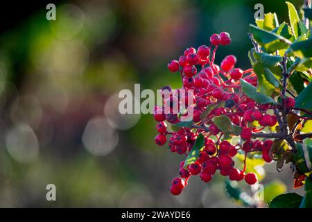 Toyon Beeren (Heteromeles arbutifolia) -- ein mehrjähriger Sträucher, der in Oregon, Kalifornien und der Baja Penninsula beheimatet ist Stockfoto