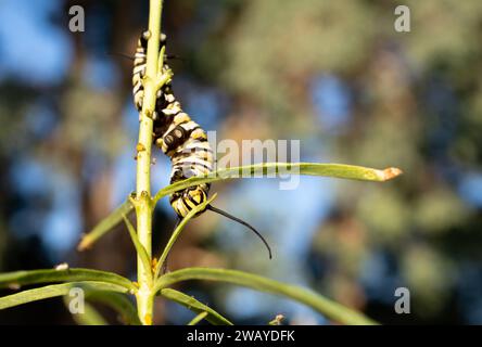 Eine raupe des Monarchschmetterlings (Danaus plexippus) klettert auf eine schmalblättrige milchkrautpflanze (Asclepias fascicularis) in Los Angeles, Kalifornien, USA Stockfoto
