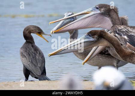 Ein Doppelhauchkormoran (Nannopterum auritum) wird von mehreren braunen Pelikanen (Pelecanus occidentalis) in Malibu, Kalifornien, bedrängt Stockfoto