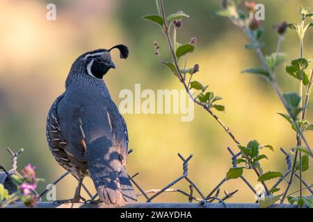 Eine männliche kalifornische Wachtel (Callipepla californica) sitzt auf einem Drahtzaun mit Blumen in Woodland Hills, Kalifornien, USA Stockfoto