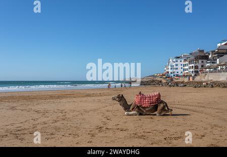 Ein Kamel am Strand mit dem Atlantischen Ozean und Strandgebäuden im Hintergrund, Taghazout, Marokko Stockfoto