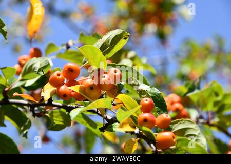 Bärenapfel mit Reifen Früchten Stockfoto