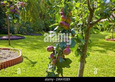 Zweig der fruchtbaren Pflaume auf Sommerhintergrund Stockfoto