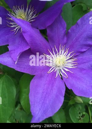 Violette Clematis-Blüte, frisch geöffnet mit weißem Zentrum Stockfoto