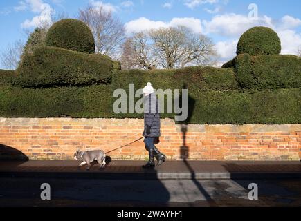 Ein Hundeschlittenläufer, beleuchtet von der Wintersonne, geht an einer alten Topiary Hecke im Zentrum des historischen Stratford upon Avon, Warwickshire, England vorbei. Stockfoto