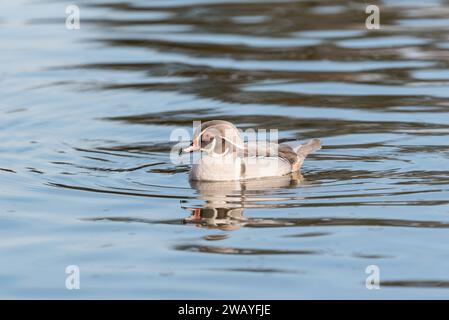 Schwimmende silbrige Holzente (Aix sponsa) Stockfoto