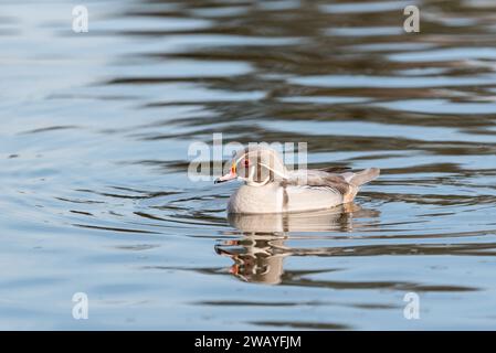 Schwimmende silbrige Holzente (Aix sponsa) Stockfoto