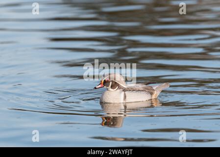 Schwimmende silbrige Holzente (Aix sponsa) Stockfoto