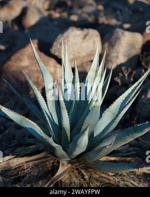 Desert Agave Cactus (Agave deserti) Stockfoto