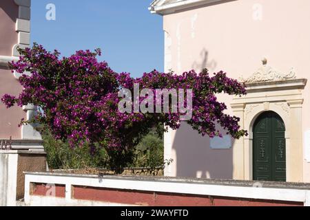 Kleine orthdoxe Kirche Agioi Theodoroi. Küste im Norden der Insel. Großer blühender Busch einer violetten Bougenvillea im Frühling. Karniaris, Korfu Stockfoto