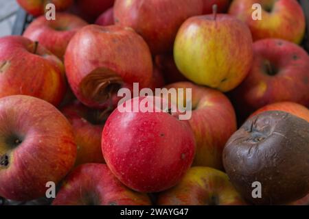 Rote frische und verfaulte Äpfel Hintergrund. Rote reife Apfelfrüchte auf dem Markt. Winterernte. Süße saftige Früchte. Gartenernte. Schlecht und gut. Stockfoto