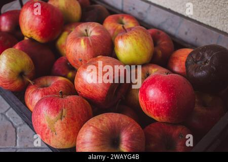 Rote frische und verfaulte Äpfel Hintergrund. Rote reife Apfelfrüchte auf dem Markt. Winterernte. Süße saftige Früchte. Gartenernte. Schlecht und gut. Stockfoto