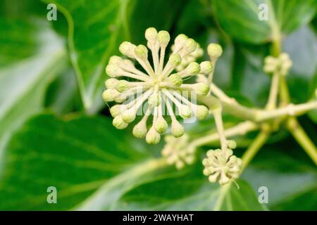 Ivy (hedera Helix), Nahaufnahme, die eine Gruppe von Blütenknospen zeigt, die zwischen den Blättern des gewöhnlichen Kletterstrauchs wachsen. Stockfoto