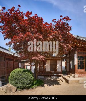 Ein Baum im Innenhof des Beak Inje House, einem traditionellen koreanischen Haus einer wohlhabenden Familie, Bukchon Village, Seoul, Südkorea Stockfoto