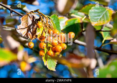 Weißbalken oder Weißbalken (sorbus aria), Nahaufnahme einer Gruppe von Beeren oder Früchten, die in der frühen Herbstsonne Reifen. Stockfoto