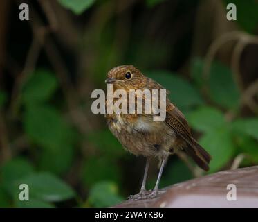 junge robin Stockfoto