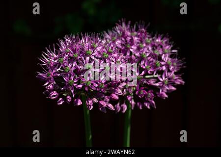 UK, England, London, Ealing, Allium Hollandicum „Purple Sensation“ in Bloom (Detail) Stockfoto