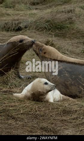 Gemeine graue Seehunde an einem britischen Küstenstrand Stockfoto