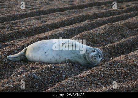 Gemeine graue Seehunde an einem britischen Küstenstrand Stockfoto