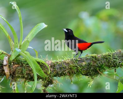 Karmesin (Passerini) Tanager (Ramphocelus passerinii) männlich, Laguna del Lagarto Eco Lodge, Boca Tapada, Alajuela, Costa Rica. Stockfoto