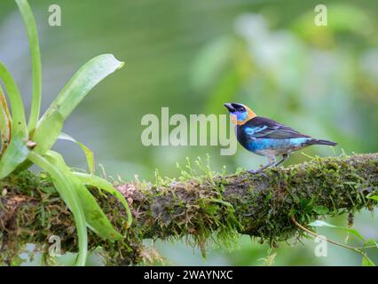 Tanager mit goldener Kapuze (Stilpnia larvata) männlich im Regenwald, Laguna del Lagarto Eco Lodge, Boca Tapada, Alajuela, Costa Rica. Stockfoto