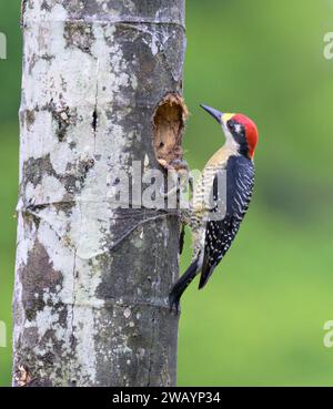 Schwarzwangenspecht (Melanerpes pucherani) in der Nähe des Nestlochs in einer toten Palme, Laguna del Lagarto, Boca Tapada, Alajuela, Costa Rica Stockfoto