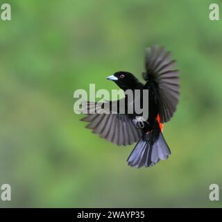 Scharlach- oder Passerinis Tanager (Ramphocelus passerinii), männlich fliegt, Laguna del Lagarto Eco Lodge, Boca Tapada, Alajuela, Costa Rica. Stockfoto