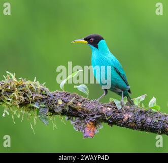 Grüner Honeycreeper (Chlorophanes spiza) männlich, Laguna del Lagarto Eco Lodge, Boca Tapada, Alajuela, Costa Rica. Stockfoto