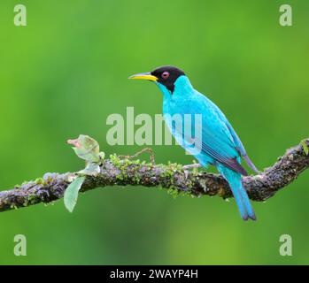 Grüner Honeycreeper (Chlorophanes spiza) männlich, Laguna del Lagarto Eco Lodge, Boca Tapada, Alajuela, Costa Rica. Stockfoto