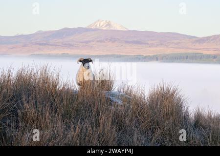 Killearn, Stirling, Schottland, Großbritannien. Januar 2024. UK Wetter - eine wunderschöne Morgenwolke Inversion, während Ben Lomond über dem Nebel in Loch Lomond und dem Trossachs National Park thront, gesehen von Campsie Fells Credit: Kay Roxby/Alamy Live News Stockfoto