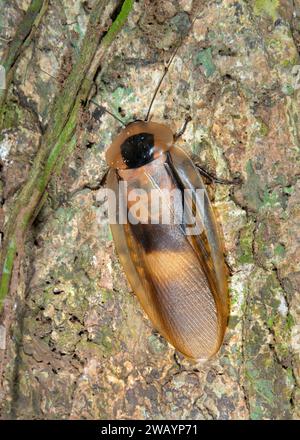 Riesige Regenwaldschabe (Blaberus giganticus) auf Baumstamm, biologische Station La Selva, Provinz Heredia, Costa Rica. Stockfoto