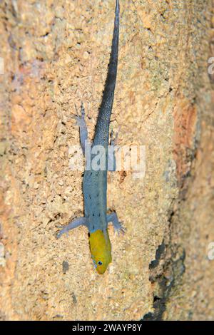 Gelbköpfiger Gecko (Gonatodes albogularis) männlich auf Baumrinde in der Nacht, biologische Station La Selva, Provinz Heredia, Costa Rica Stockfoto