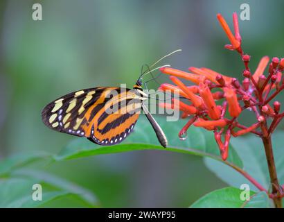 Tiger-gestreifter Langflügeltiger oder Ismenius-Tiger (Heliconius ismenius), der von der Kardinalgarde Odontonema cuspidatum, La Selva, Heredia, Costa Rica, ernährt wird Stockfoto