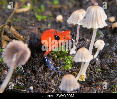 Blue Jeans oder Strawberry Poison Dart Frog (Oophaga pumilio) zwischen kleinen Pilzen auf dem Boden des Regenwaldes, La Selva Station, Heredia, Costa Rica Stockfoto