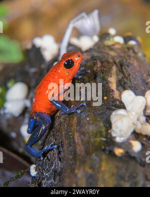 Blue Jeans oder Strawberry Poison Dart Frog (Oophaga pumilio) unter kleinen Pilzen auf totem Baumstamm, La Selva Biological Station, Heredia, Costa Rica Stockfoto