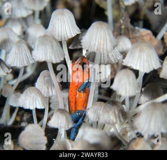 Blue Jeans oder Strawberry Poison Dart Frog (Oophaga pumilio) zwischen kleinen Pilzen auf dem Boden des Regenwaldes, La Selva Station, Heredia, Costa Rica Stockfoto