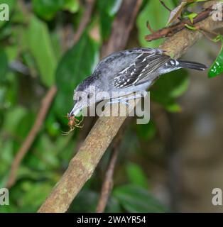 Schwarzgekrönter Antshrike (Thamnophilus atrinucha), männlich mit Gefangener Spinne, Cahuita Nationalpark, Provinz Limon, Costa Rica. Stockfoto