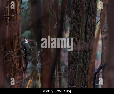 Spechte klettern im Wald auf einen Baum Stockfoto