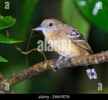 Schwarzgekrönte Anstichstange (Thamnophilus atrinucha) Weibchen mit Nistmaterial im Schnabel, Cahuita Nationalpark, Provinz Limon, Costa Rica. Stockfoto