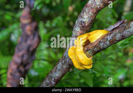 Bothriechis schlegelii (Bothriechis schlegelii), die sich um einen Baumzweig im Regenwald im Cahuita-Nationalpark, Provinz Limon, Costa Rica, gewickelt hat. Stockfoto