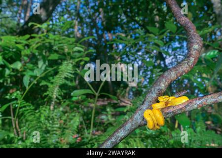 Bothriechis schlegelii (Bothriechis schlegelii), die sich um einen Baumzweig im Regenwald im Cahuita-Nationalpark, Provinz Limon, Costa Rica, gewickelt hat. Stockfoto