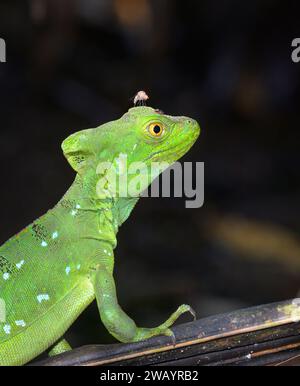 Basiliscus plumifrons (Basiliscus plumifrons) Weibchen mit einer Fliege auf dem Kopf, Nationalpark Cahuita, Provinz Limon, Costa Rica. Stockfoto