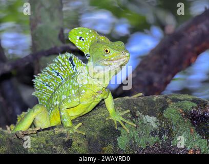 Basiliscus plumifrons (Basiliscus plumifrons), männlich im Wachsen über Wasser im Regenwald, Cahuita Nationalpark, Provinz Limon, Costa Ri Stockfoto