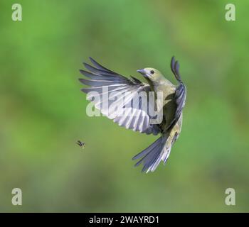 Palm Tanager (Thraupis palmarum) fliegen, Laguna del Lagarto Eco Lodge, Boca Tapada, Alajuela, Costa Rica. Stockfoto