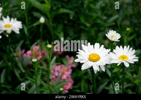 Süße Gänseblümchen blühen im Blumenbeet Stockfoto